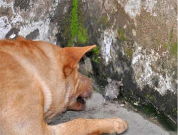 “管闲事”的大黄狗